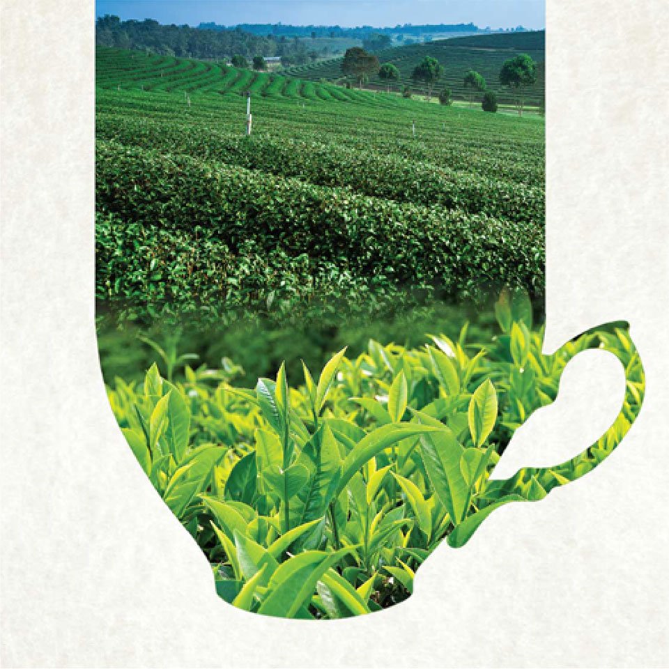 https://old.wysiwyg.co.in/sites/default/files/worksThumb/Teloijan-2015-tea-brochure-corporate-profile-a4-03_0.jpg