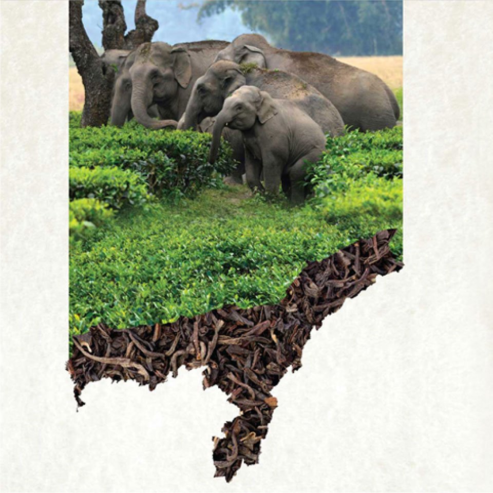 https://old.wysiwyg.co.in/sites/default/files/worksThumb/Teloijan-2015-tea-brochure-corporate-profile-a4-04.jpg